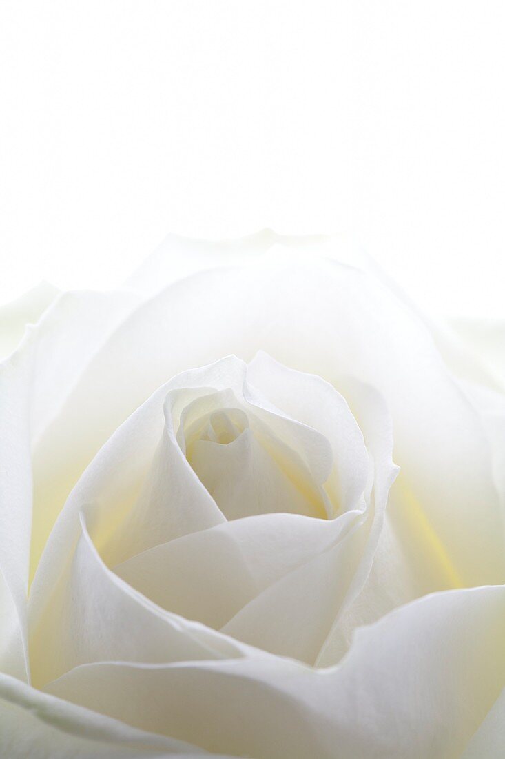 White rose (Rosa sp.)