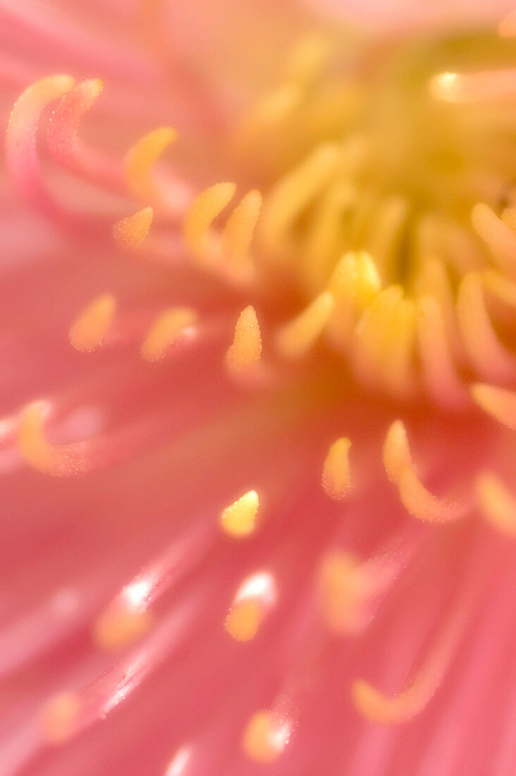 Chrysanthemum (Chrysanthemum sp.)