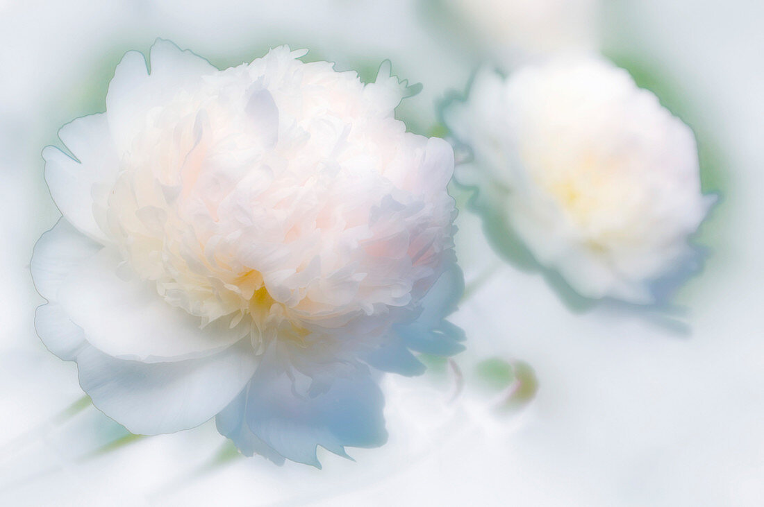 Chinese peony (Paeonia lactiflora)