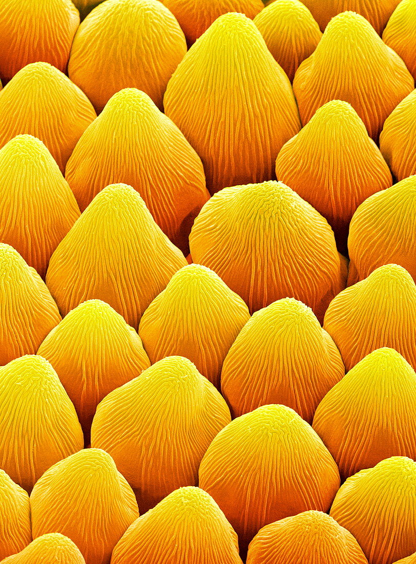 Petal papillae,SEM