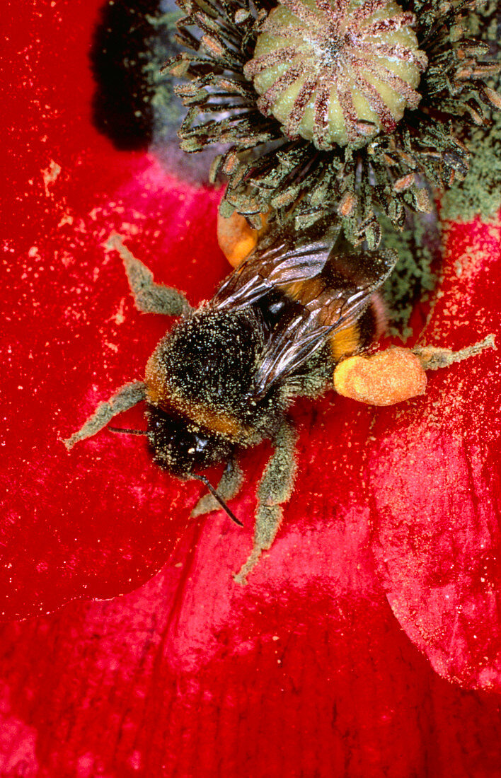 Bumblebee gathering pollen from poppy