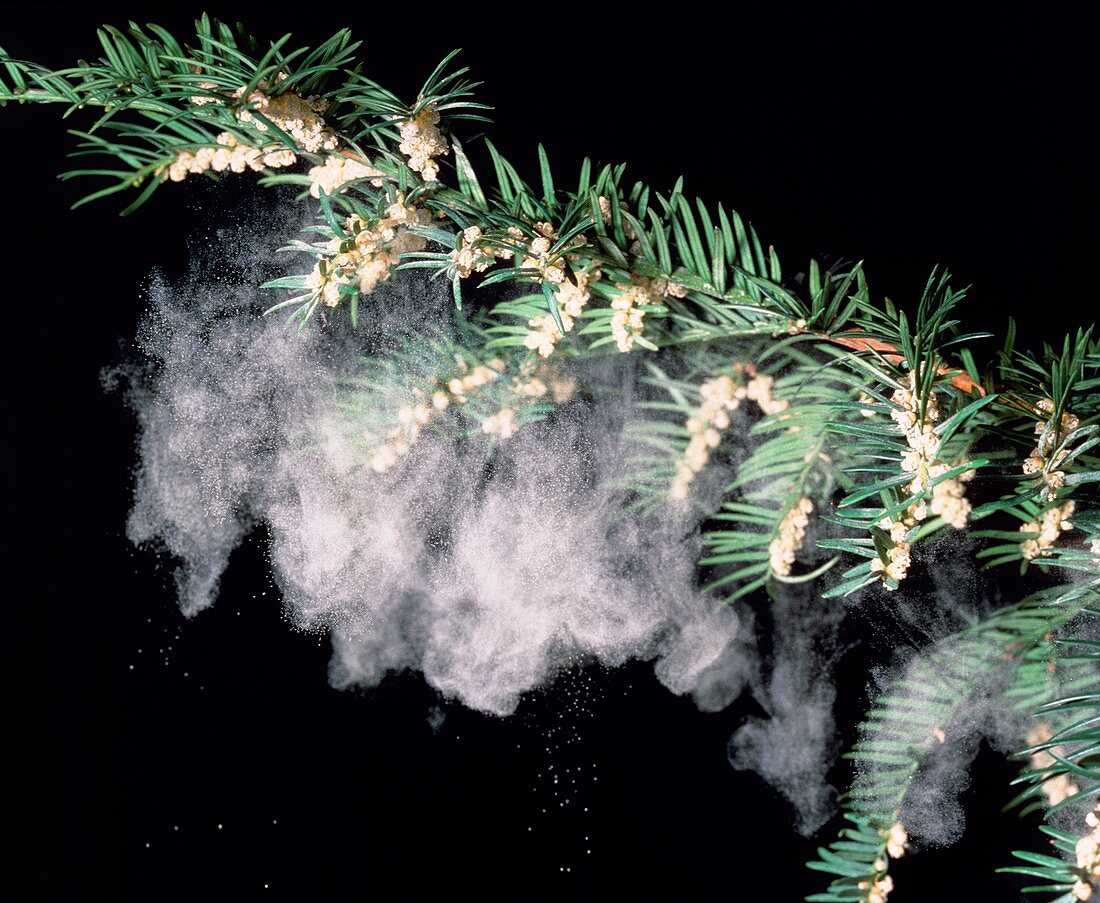 Pollen shower from a yew branch