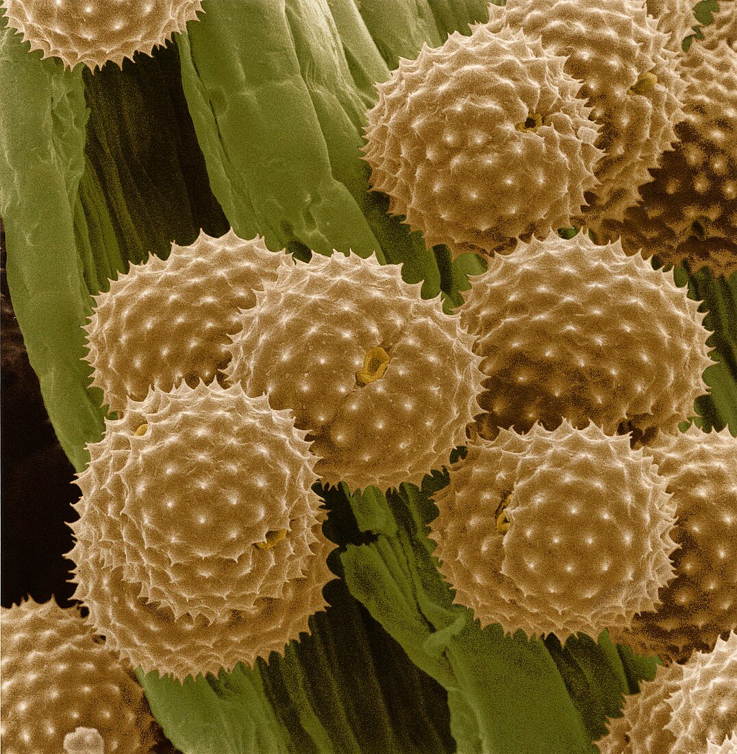 Pollen grains from Ragweed flower