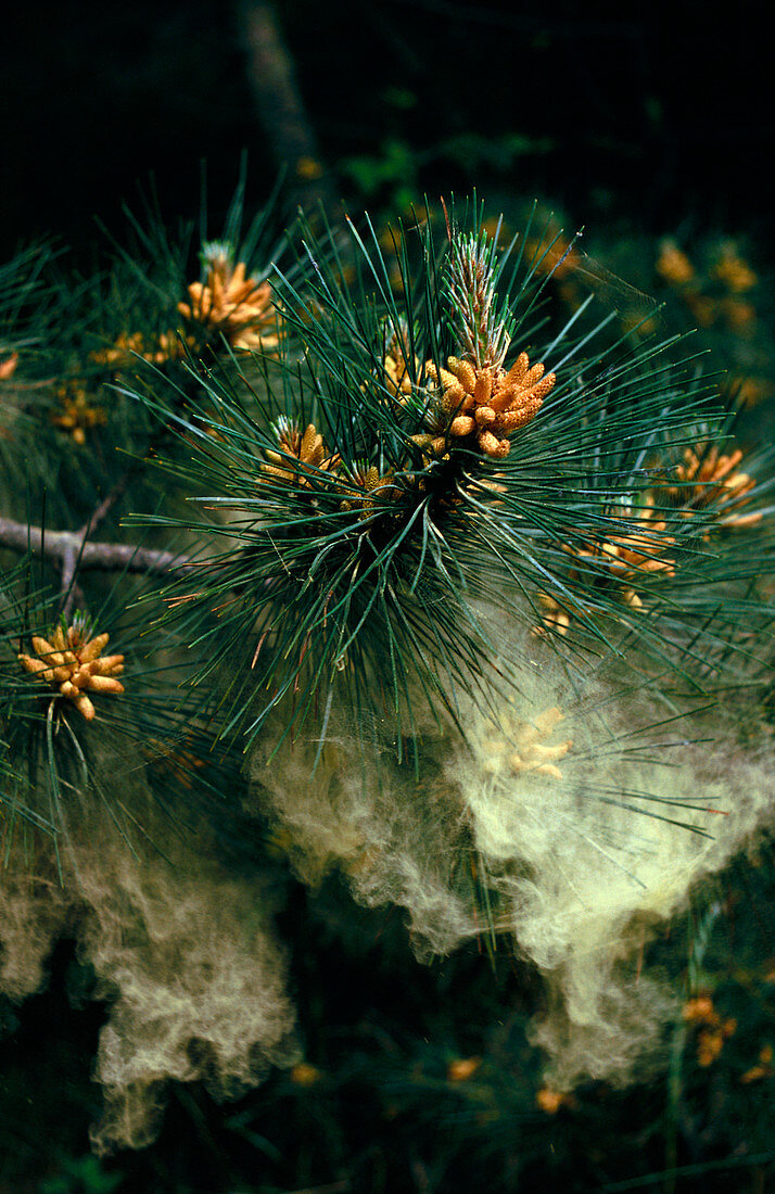 Pollen from male cones of Corsican pine