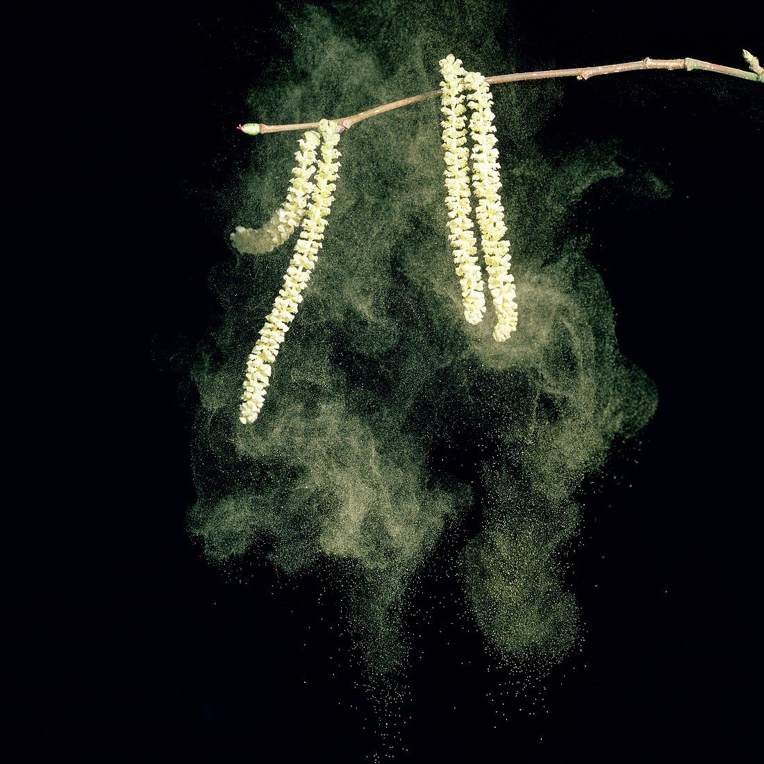 Hazel catkins shedding pollen