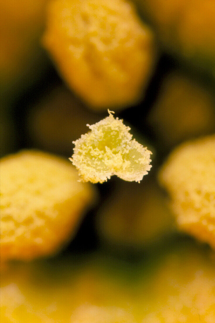 Stigma and anthers of a daffodil