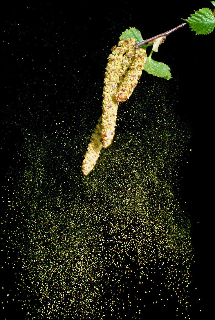 Pollen from a silver birch