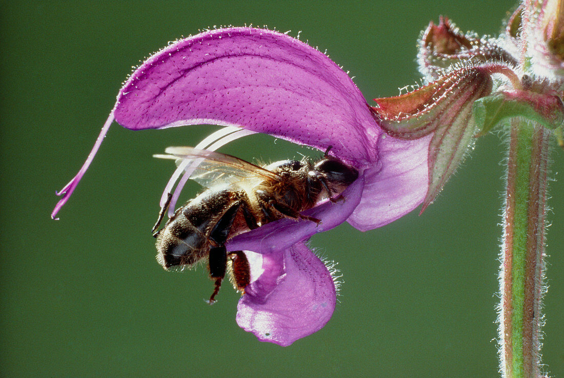 Wild sage being pollinated by a bee