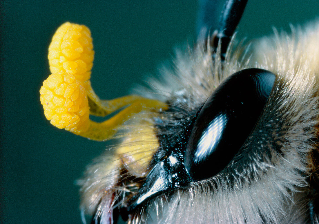 Head of bee with orchid pollen sacs