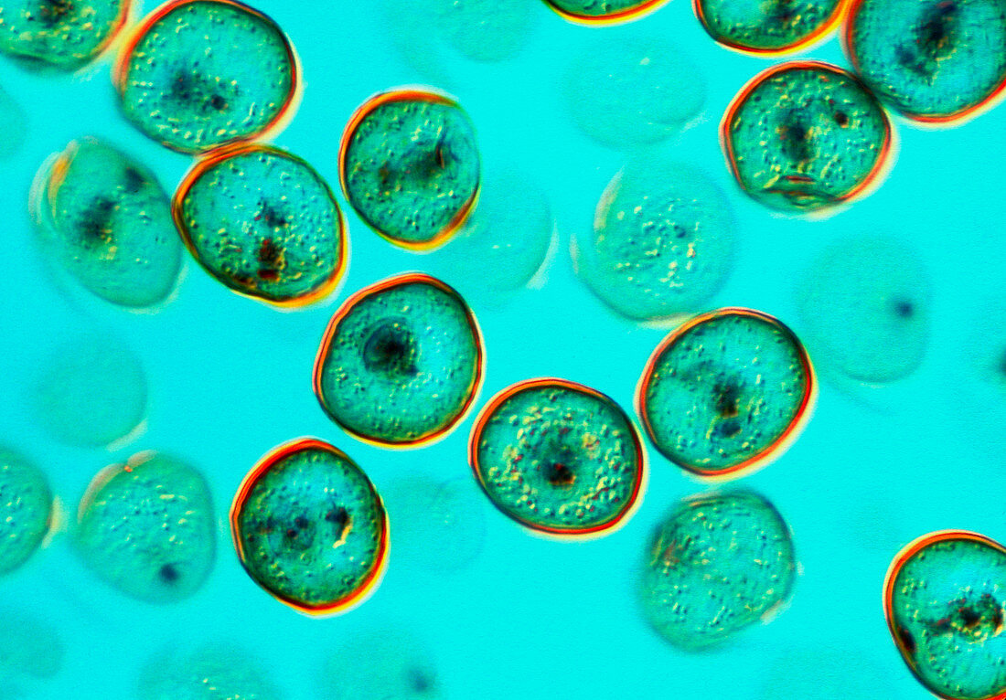 Pollen grains from larch tree