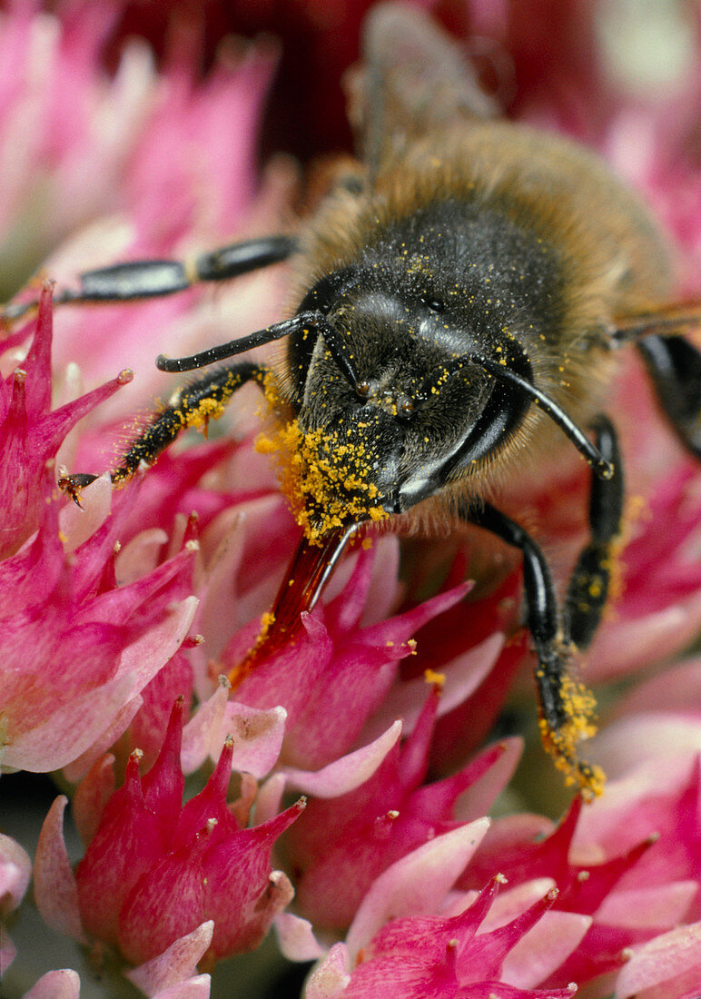 Honey bee on an ice plant flower