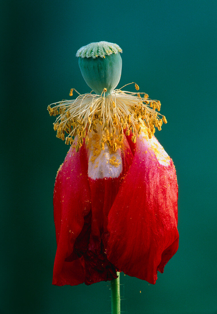 Pollinated poppy