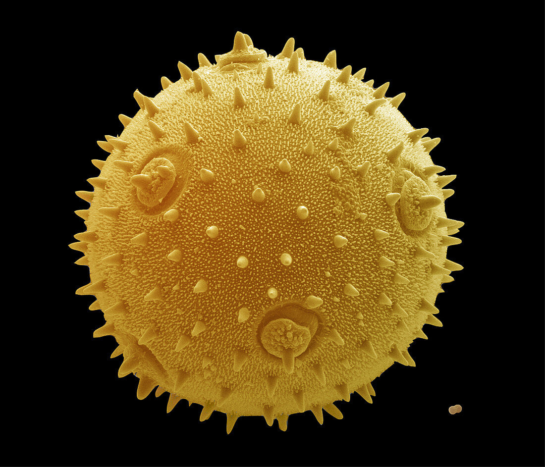 Marrow and forget-me-not pollen,SEM