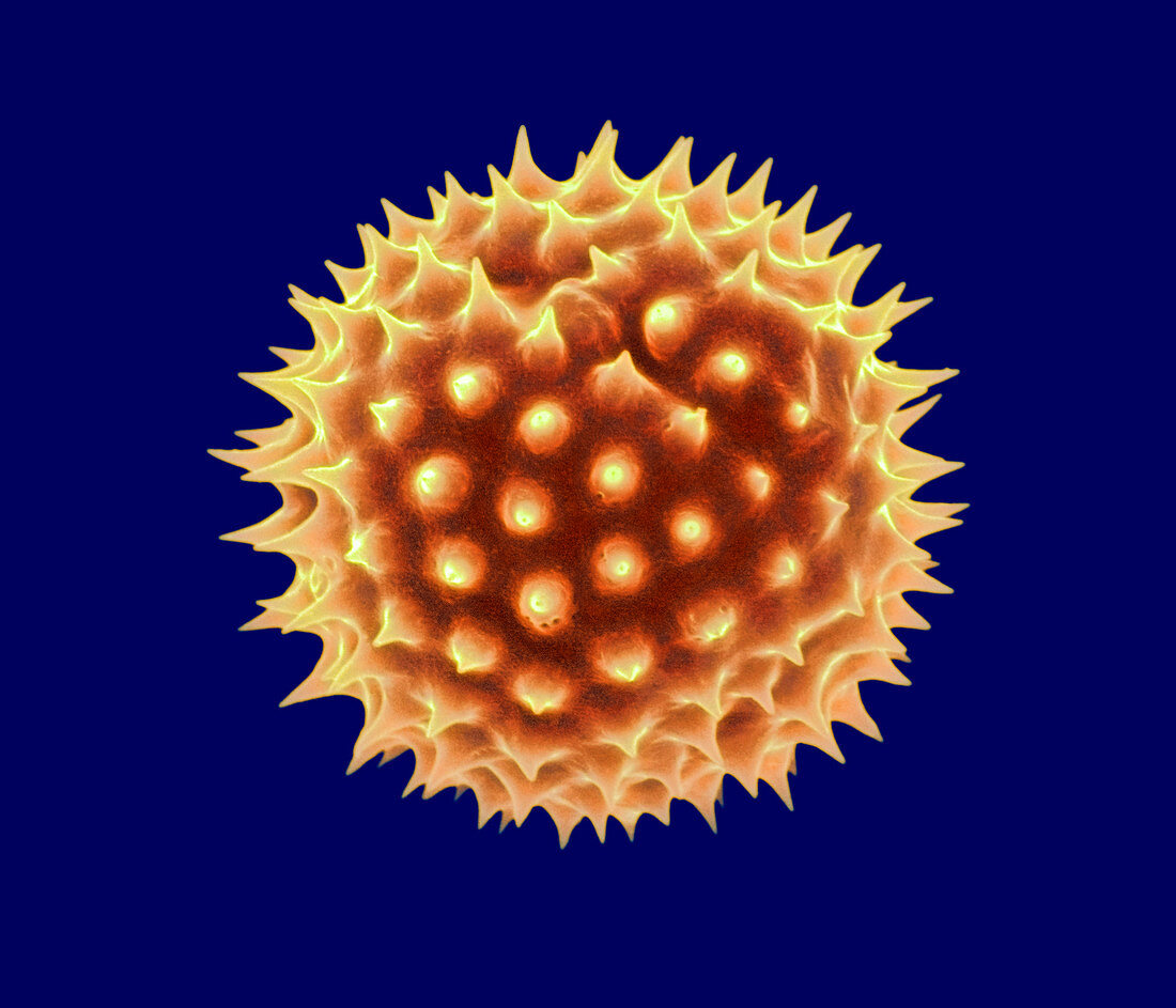 Marigold pollen grain,SEM