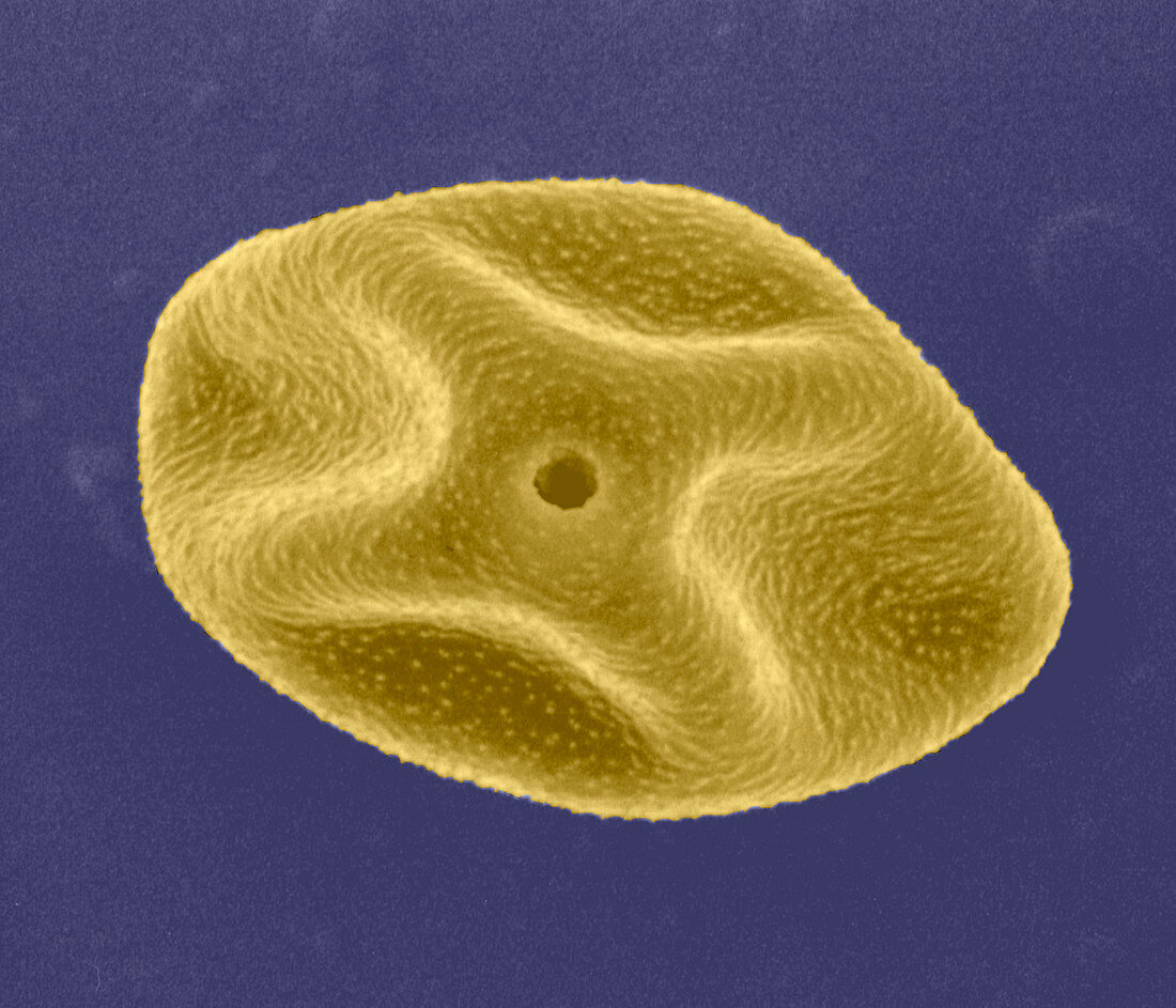Pollen grain,SEM