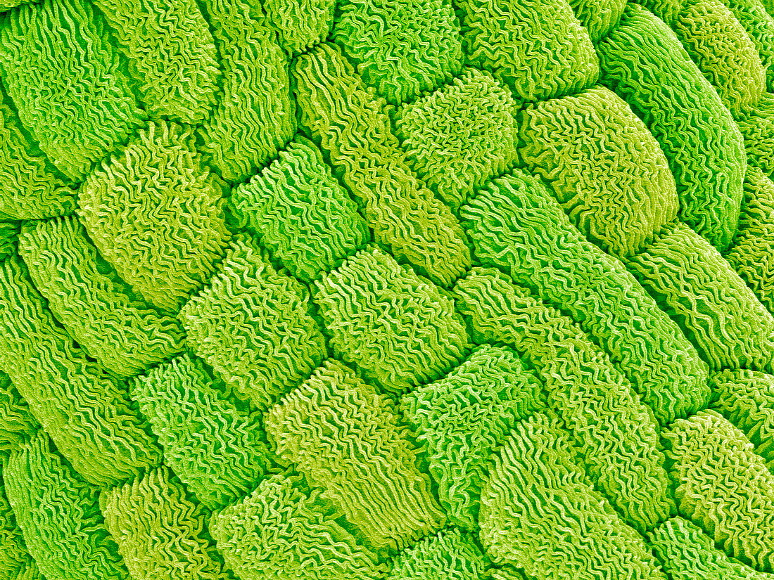 Chameleon plant pistil,SEM