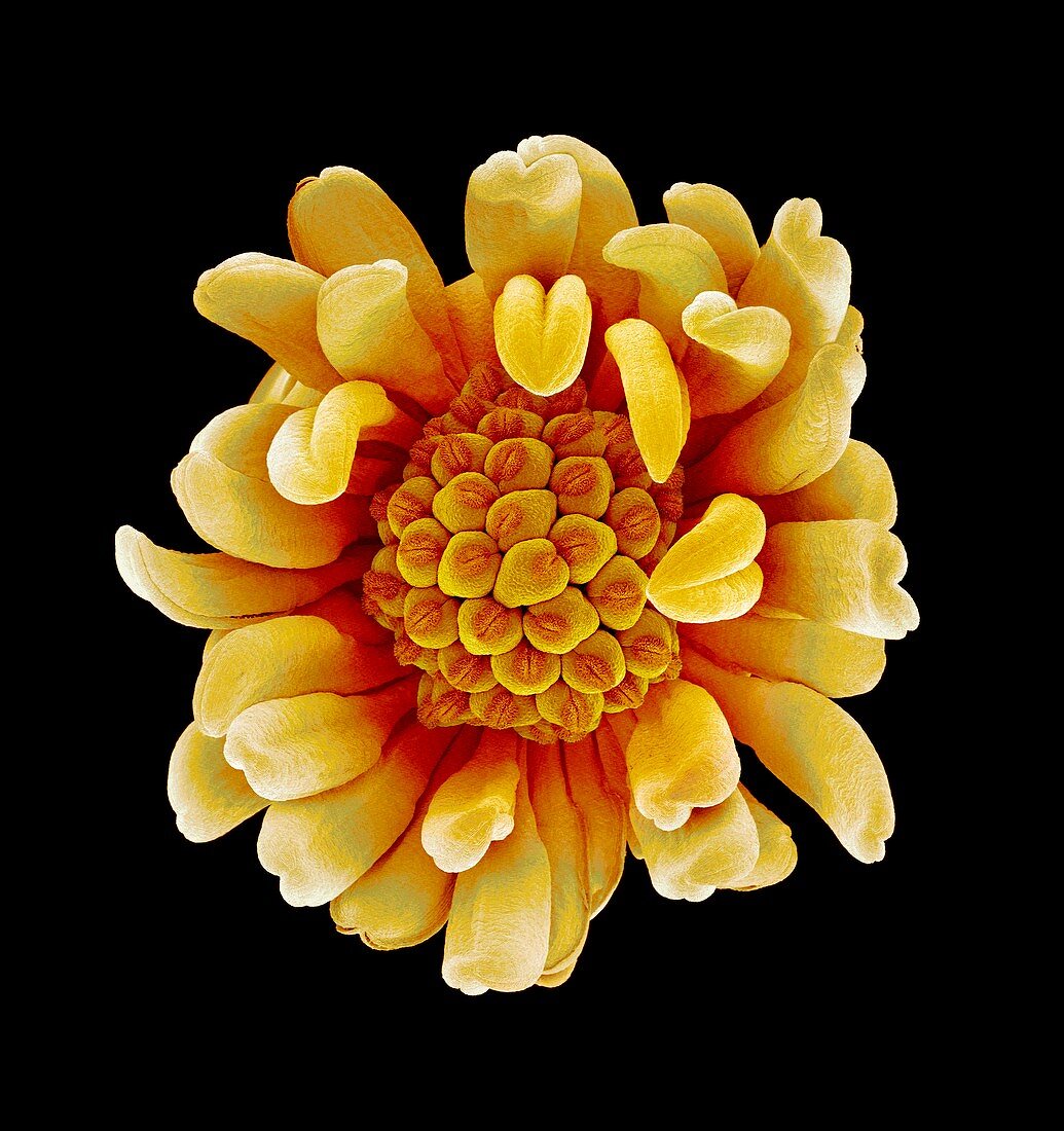 Buttercup flower,SEM