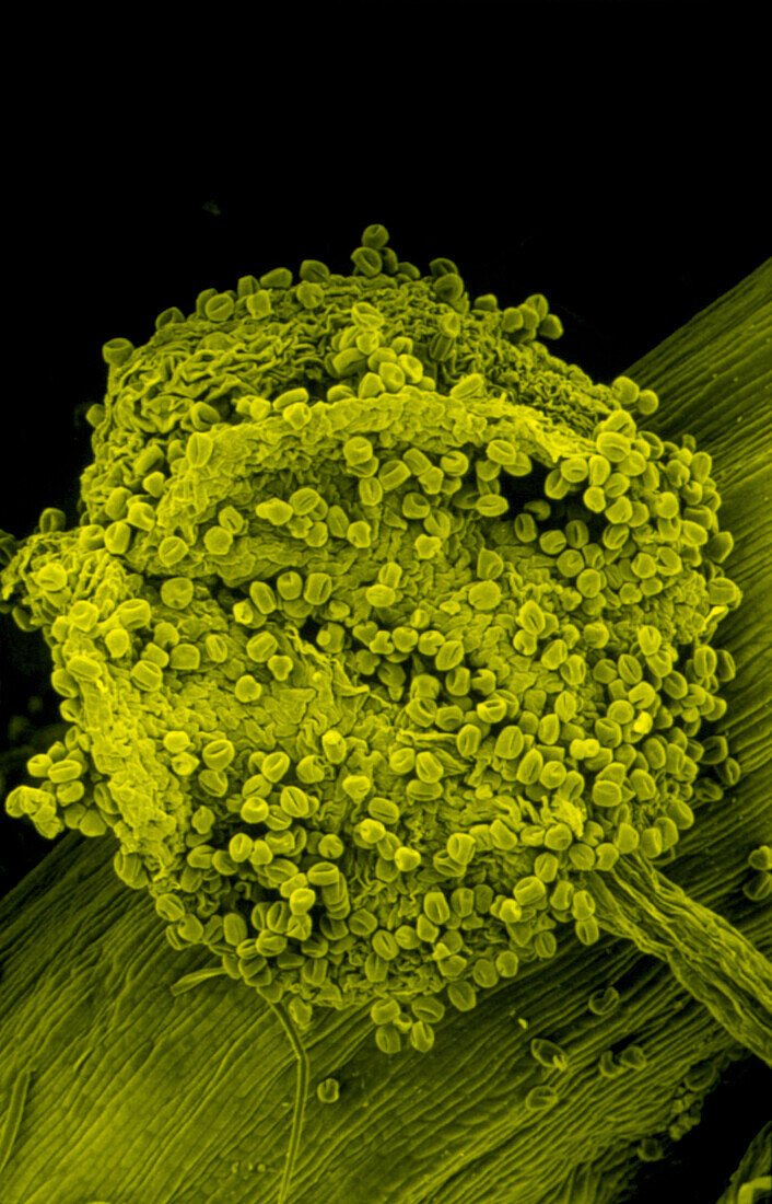 False col SEM of pollen grains