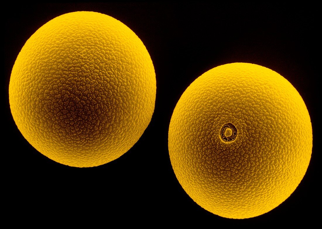 Pollen grains of Cocksfoot grass