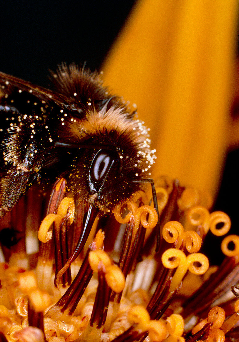Macrophoto of worker bumble bee
