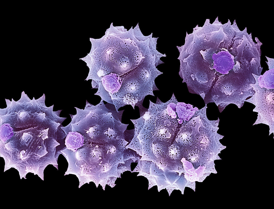 Daisy pollen,SEM