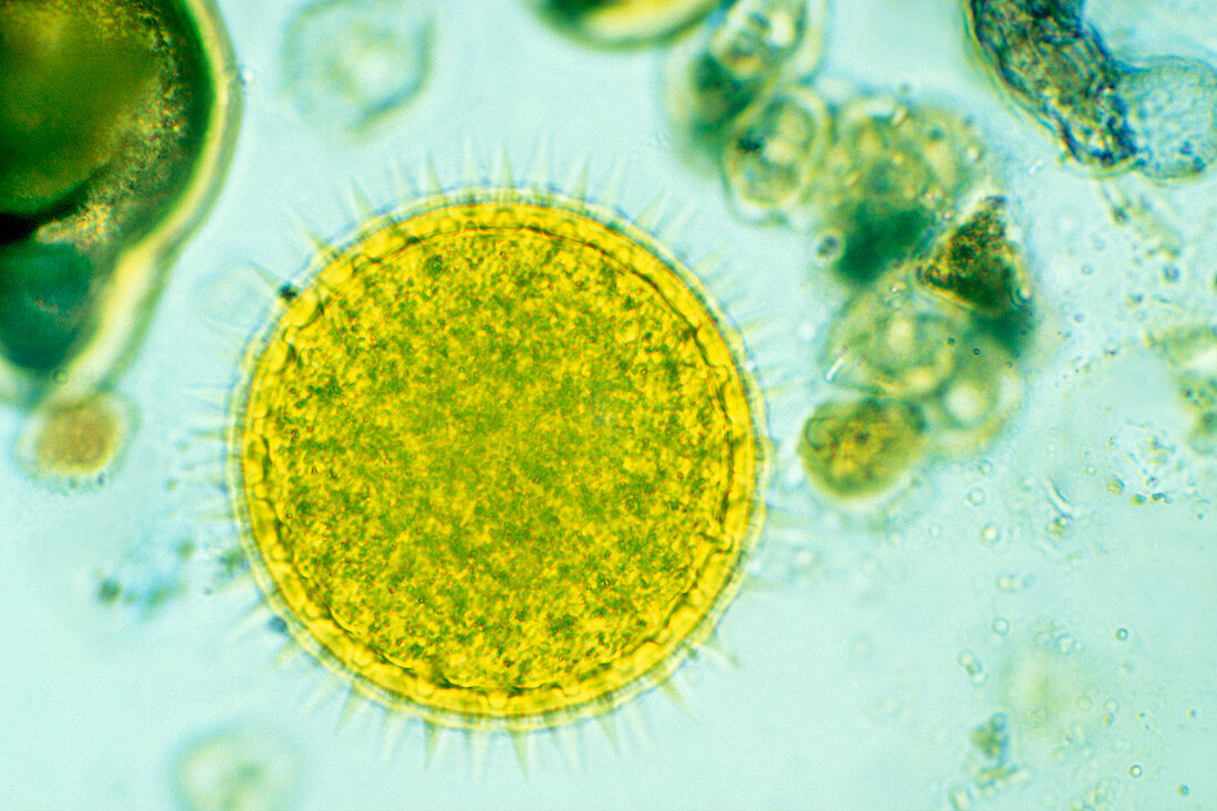 Mallow pollen,light micrograph