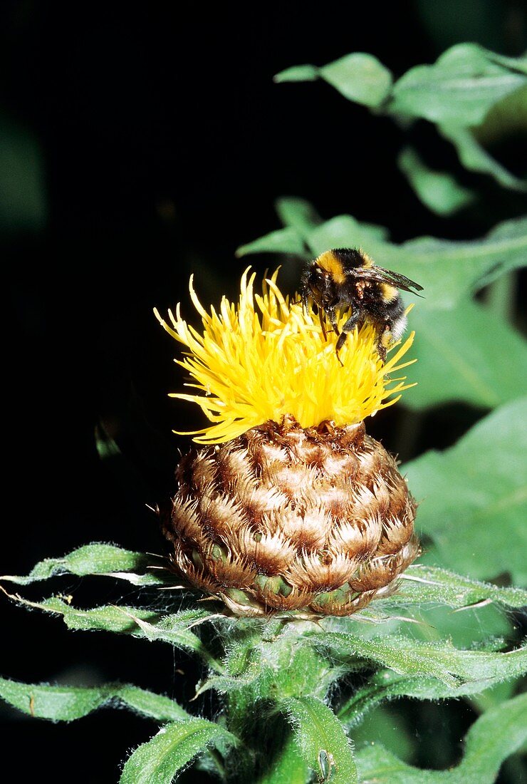 Bumblebee pollinating yellow knapweed