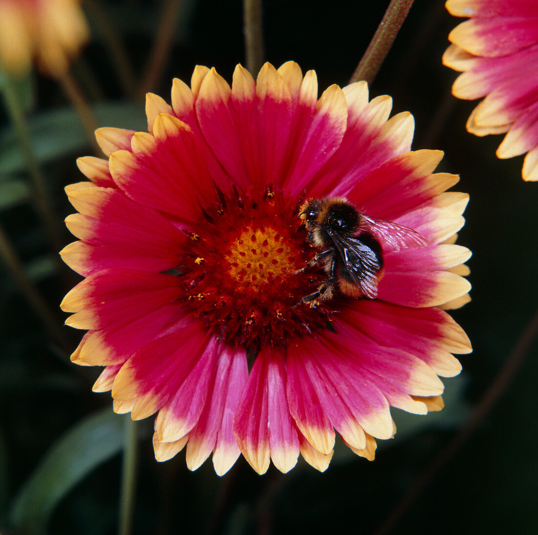 Bee pollinating Gaillardia flower