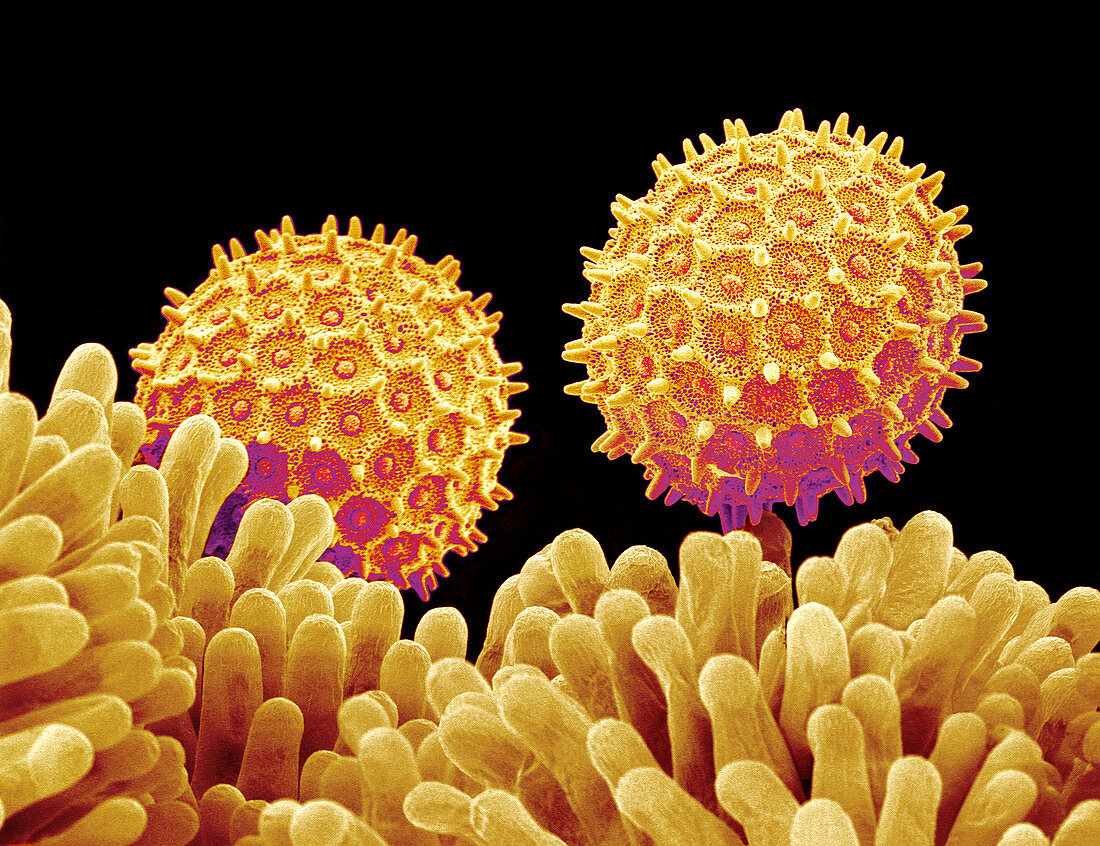 Morning glory pollen grains,SEM