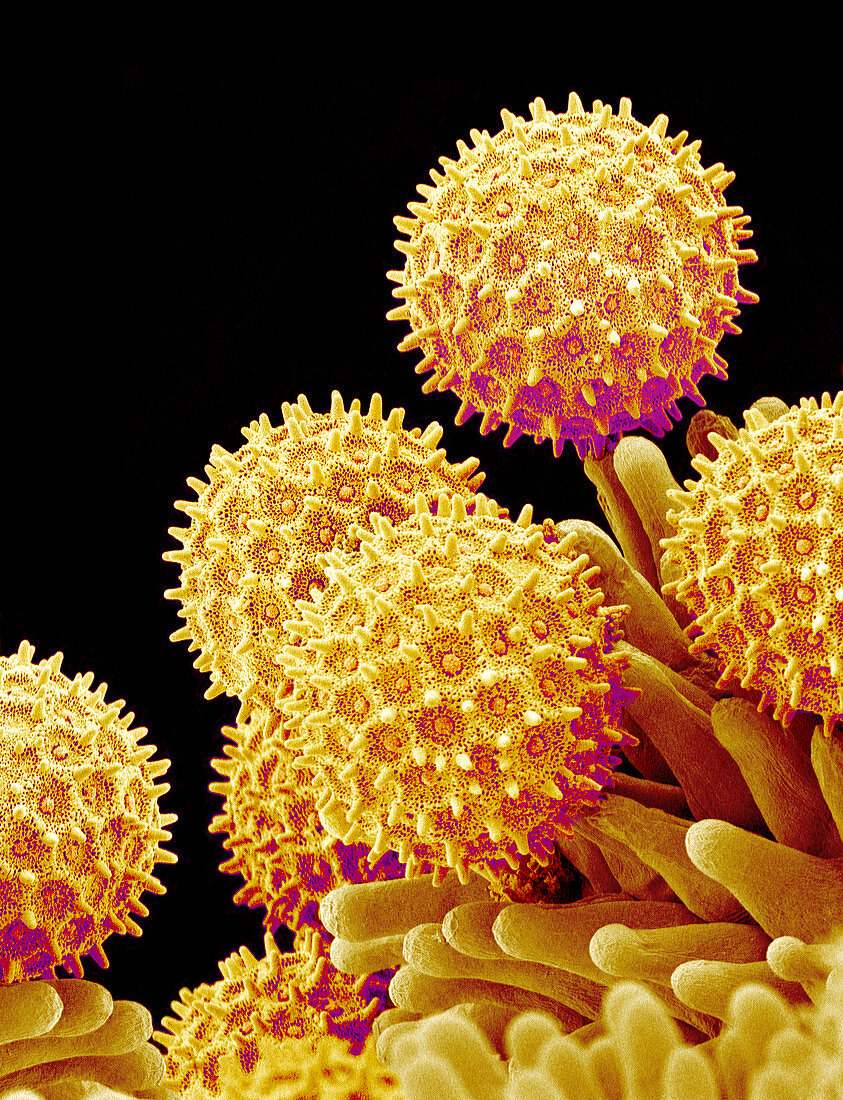 Morning glory pollen grains,SEM