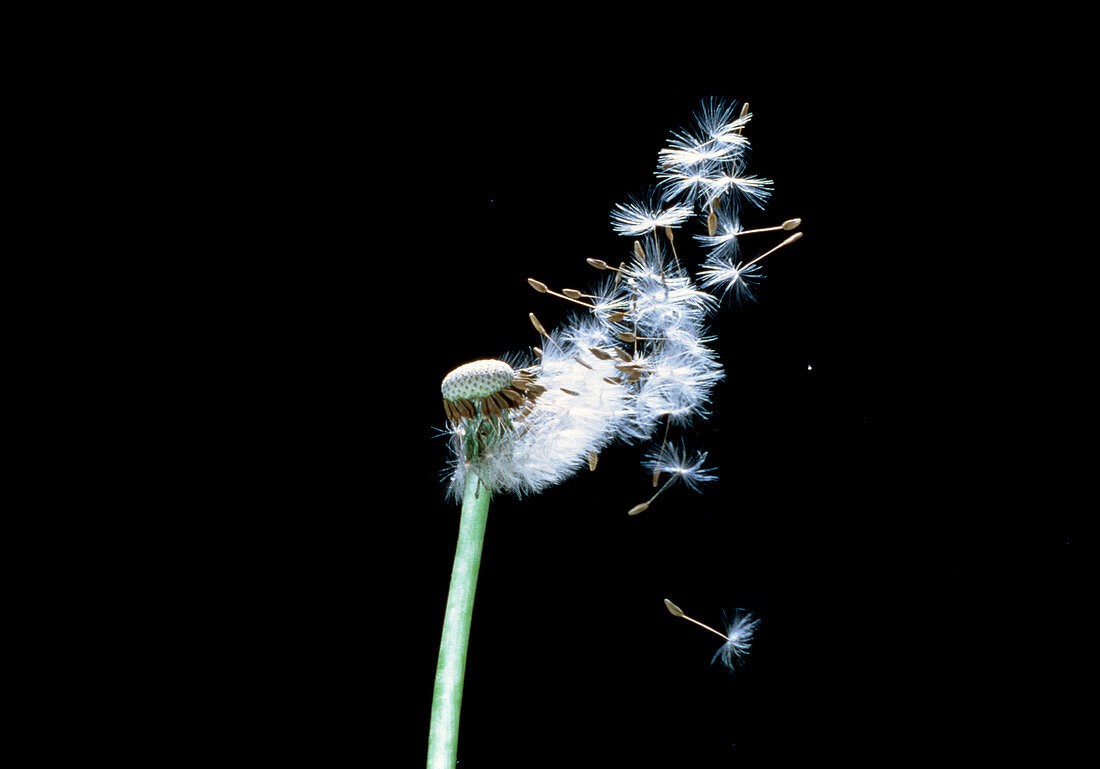 Dispersal by wind of Dandelion seeds