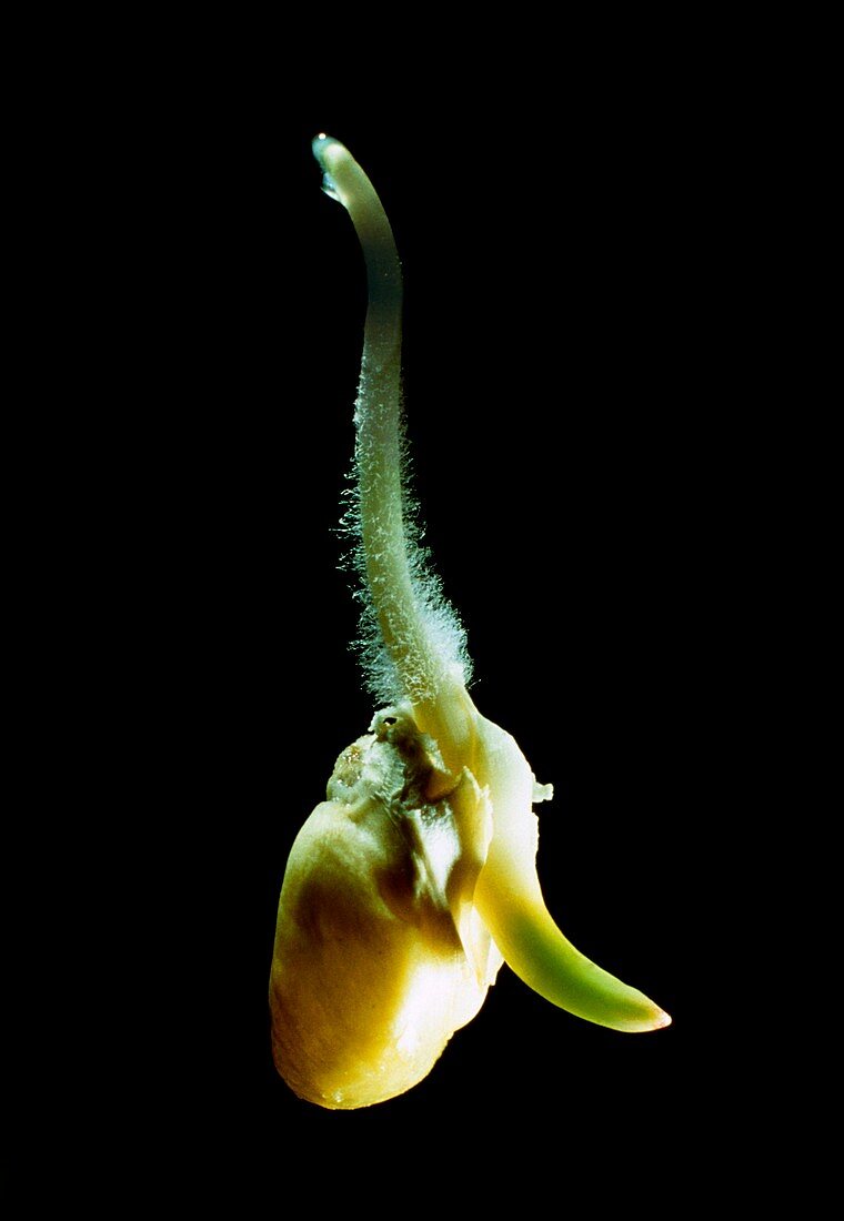 Macrophoto of germination of a maize seed