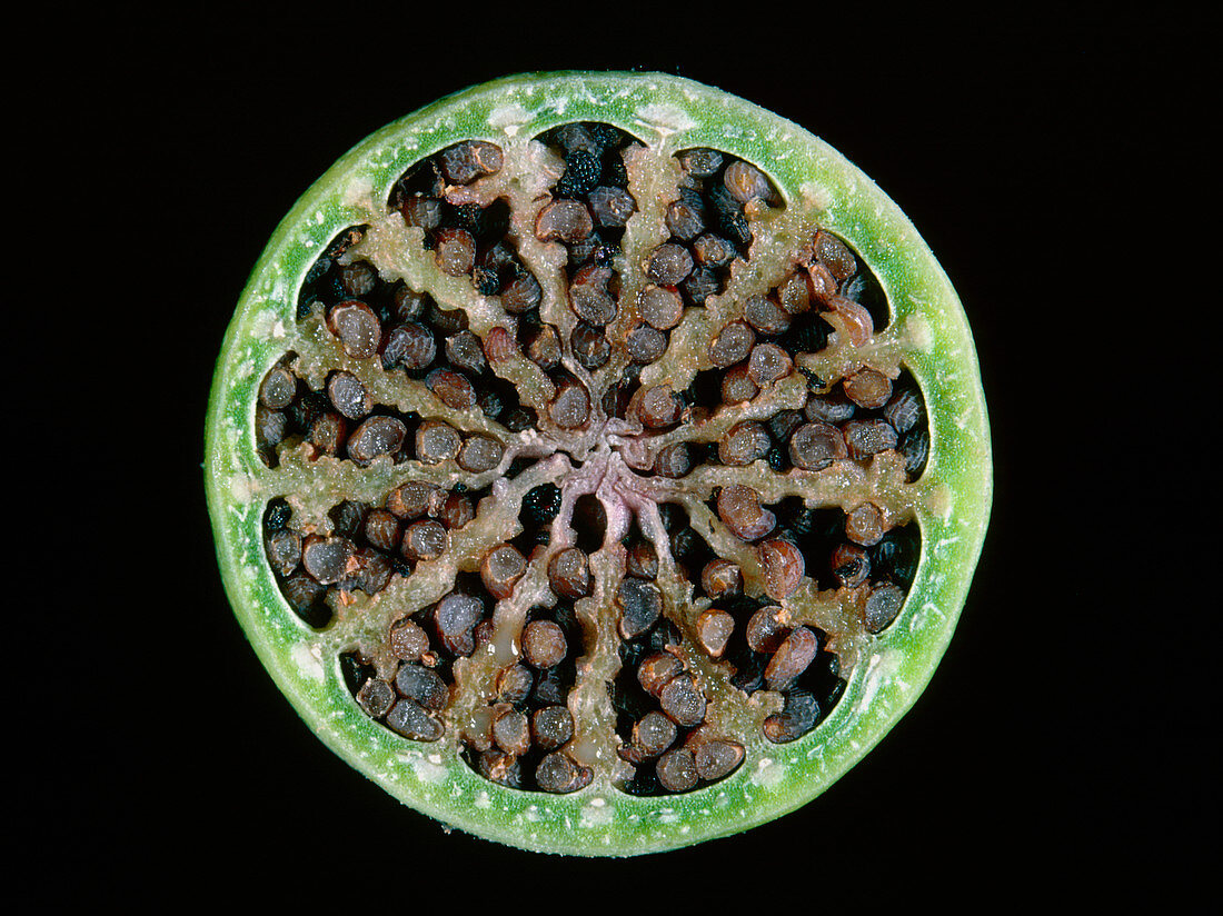 Transverse section of corn seed capsule