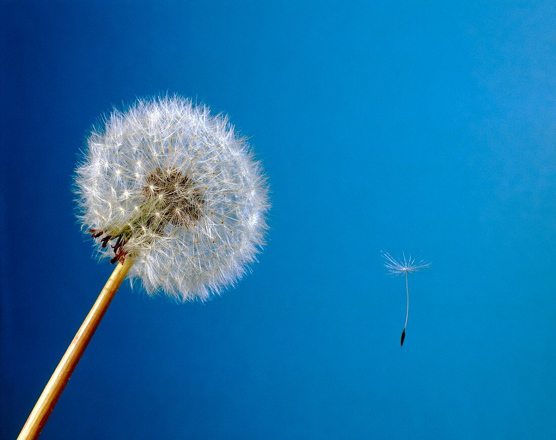 Seed head of a dandelion