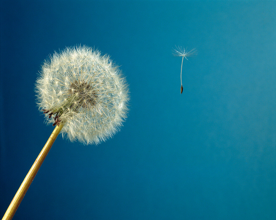 Head of dandelion