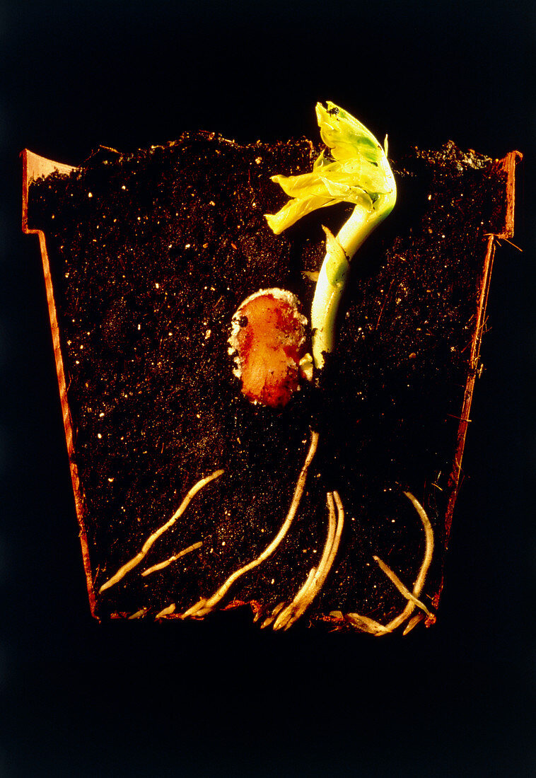 Germination of a seed of a broad bean