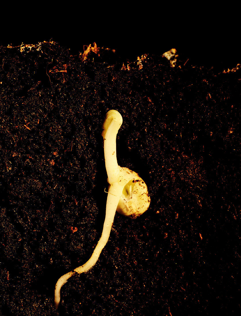 Germination in peat of a pea seed