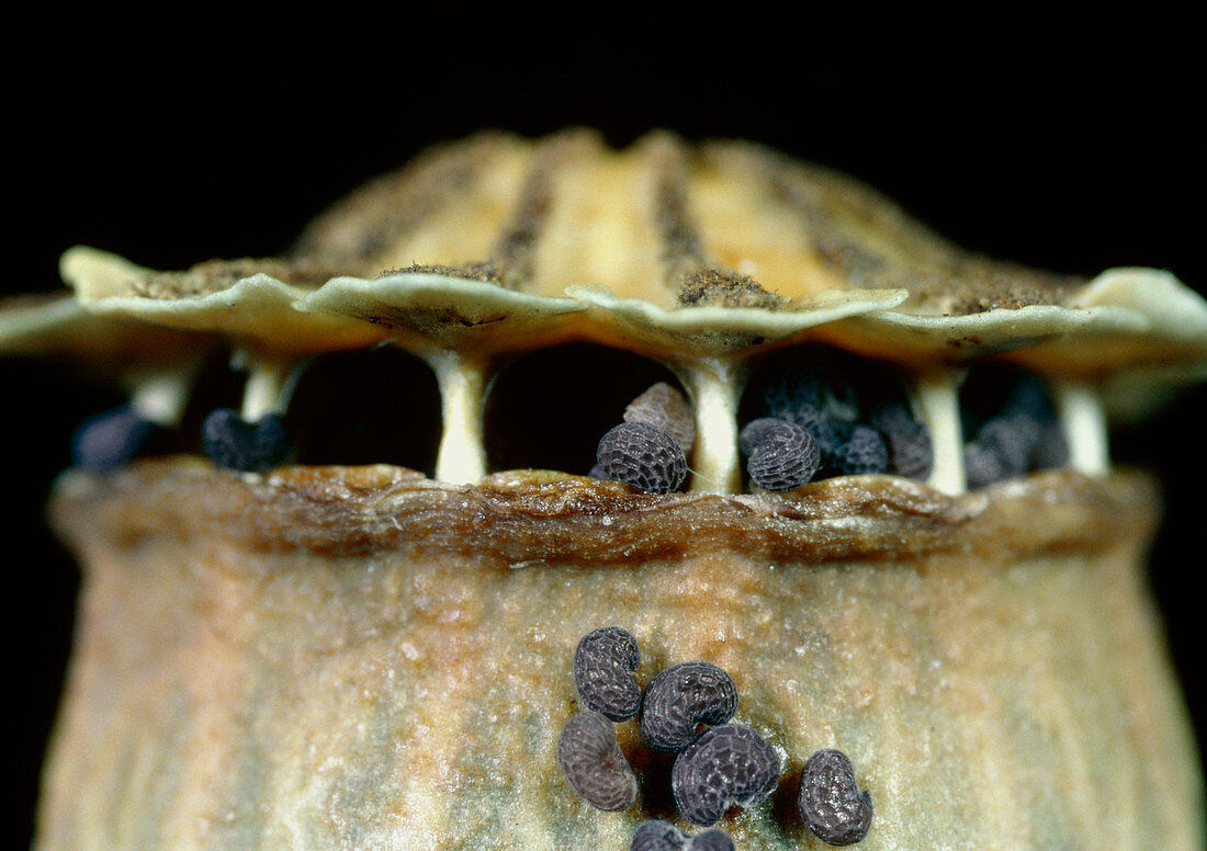 Ripe seed head of a field poppy