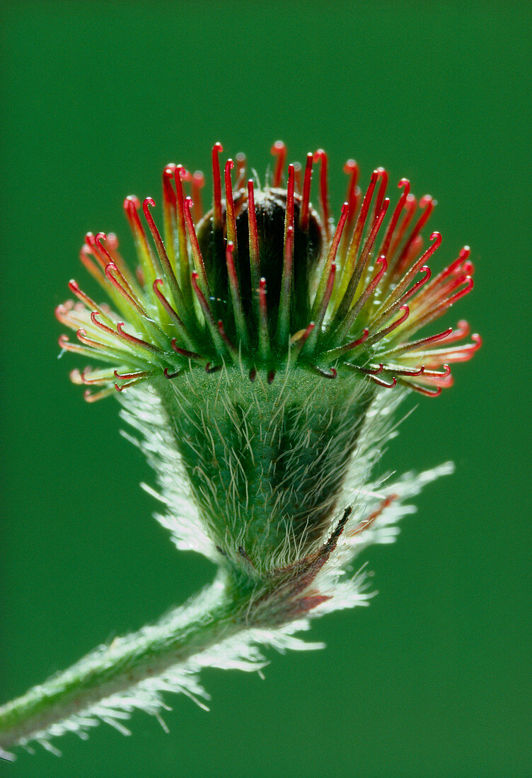 Unripe seed head of agrimony plant