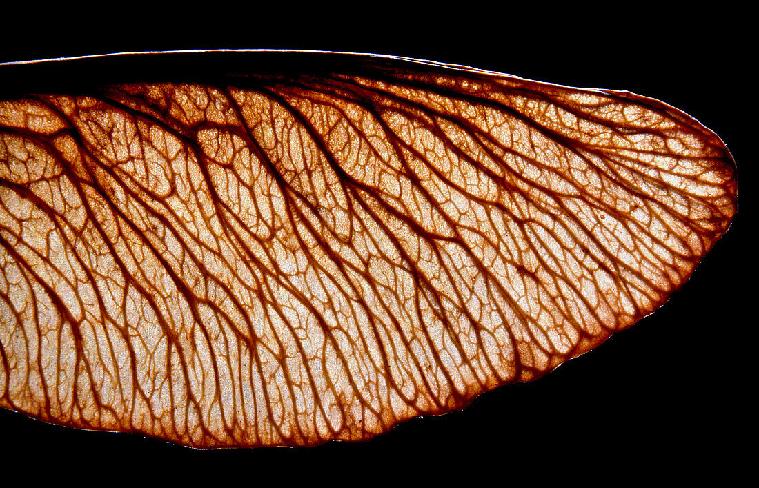 Wing of a maple seed or samara