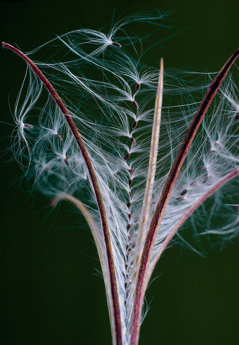Seed head of the willow herb