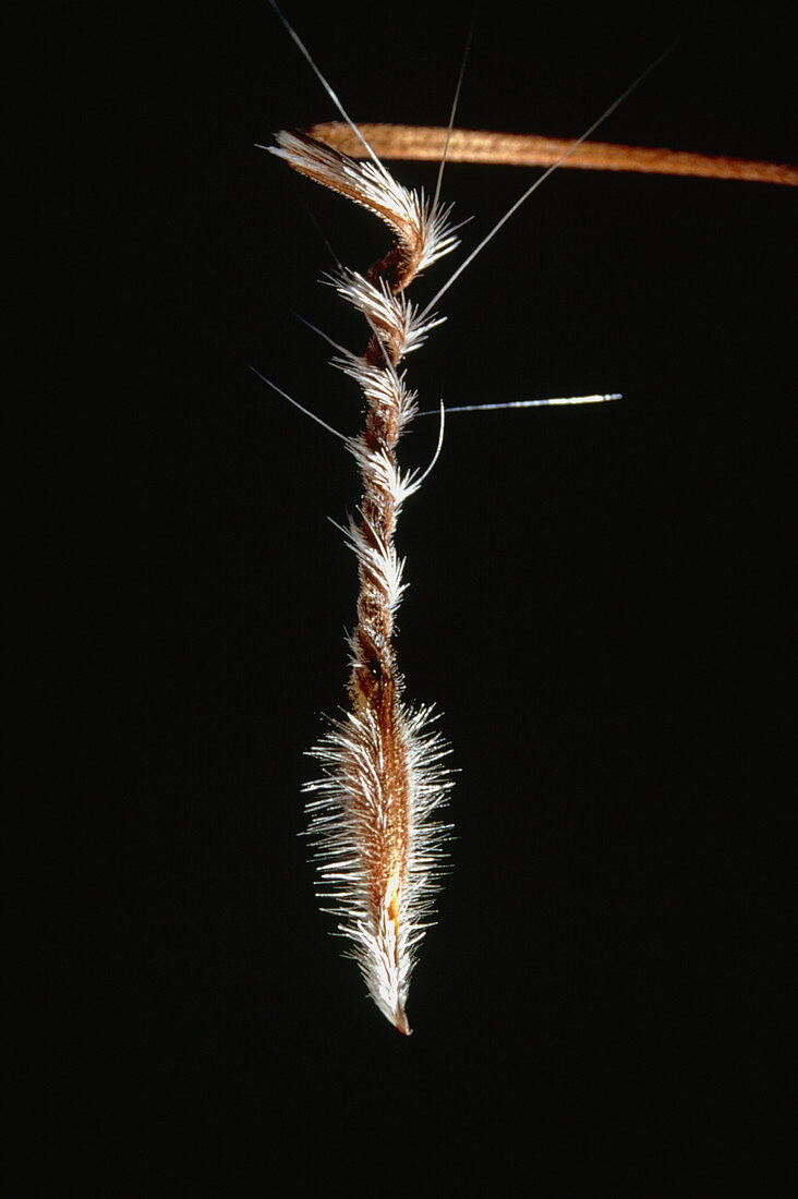 Close-up of a seed of an erodium plant