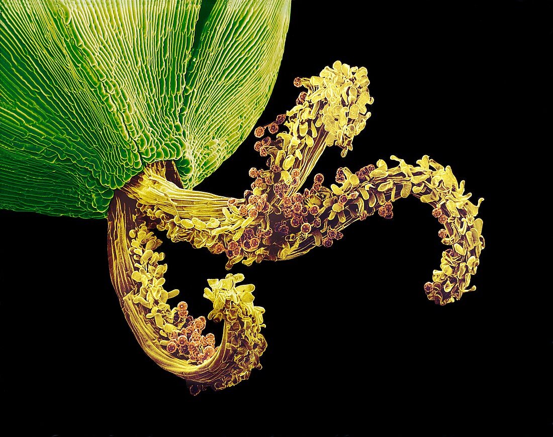 Pollinated flower pistil,SEM