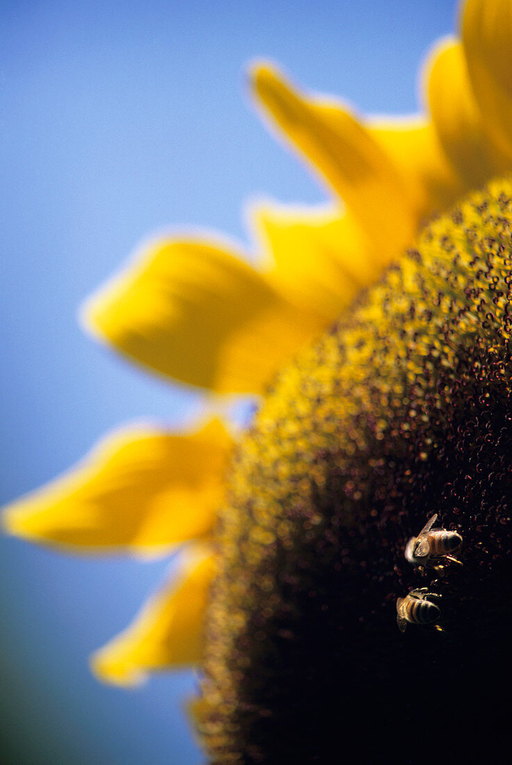 Honeybees pollinating a sunflower
