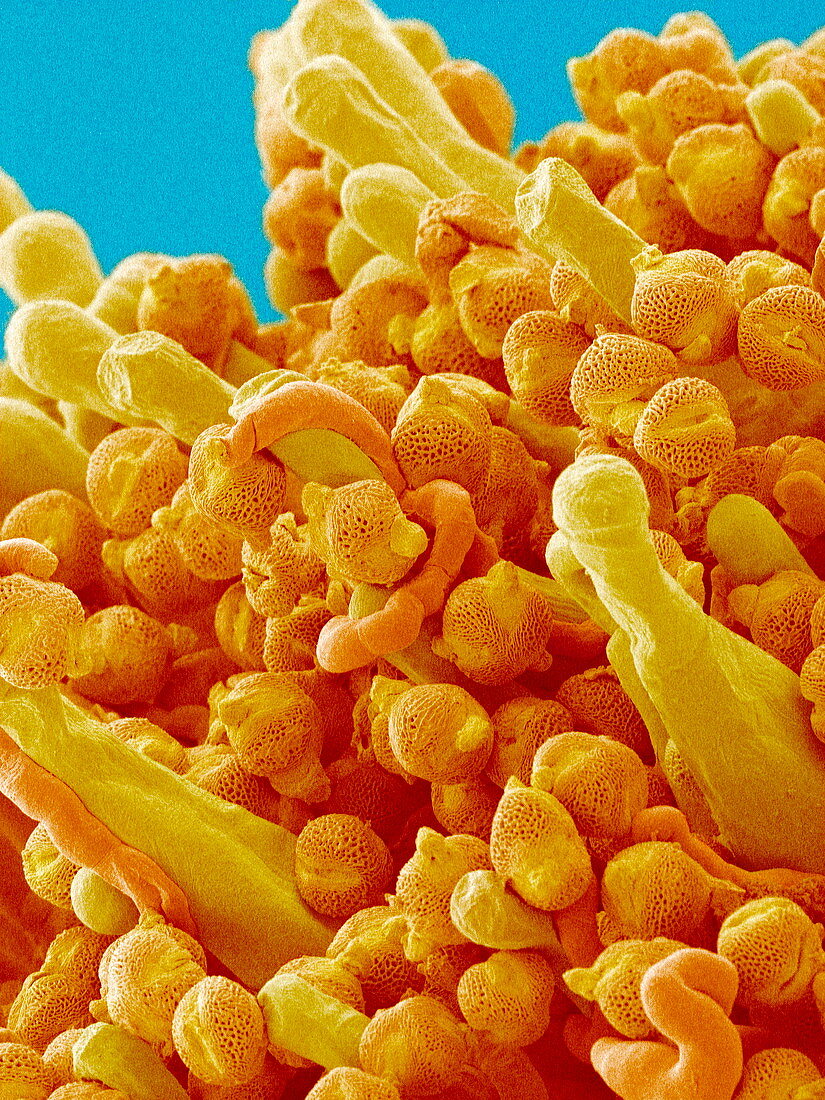 Pollen grains,SEM