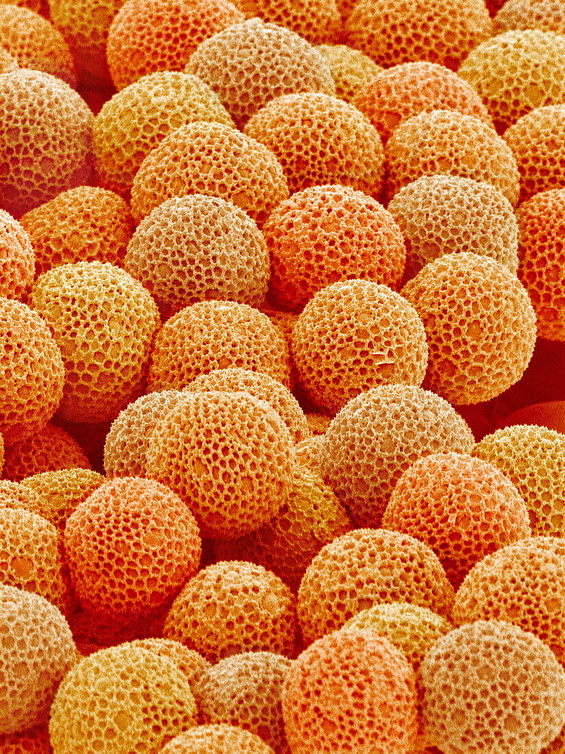 Paper bush pollen,SEM