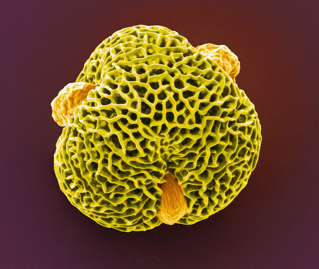 Pelargonium pollen grain,SEM