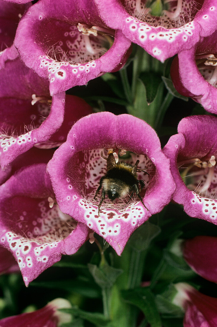 Bee pollination