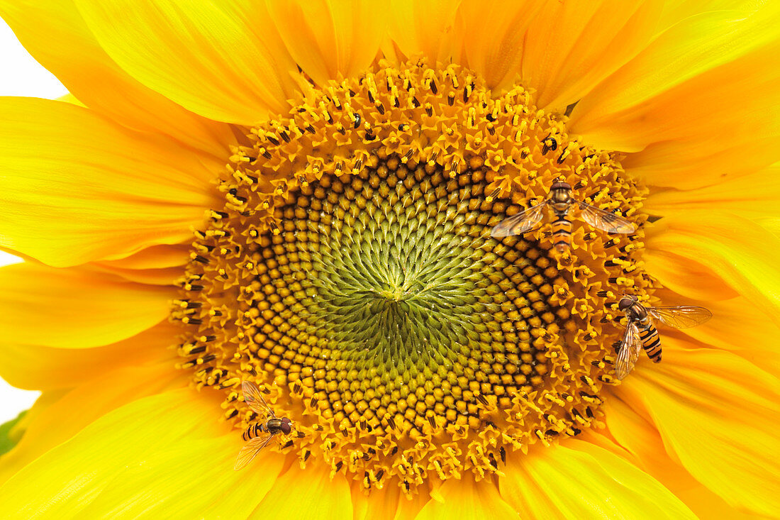 Hover flies on a sunflower