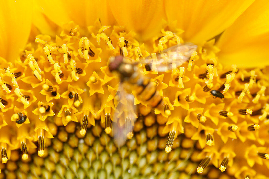 Hover fly on a sunflower